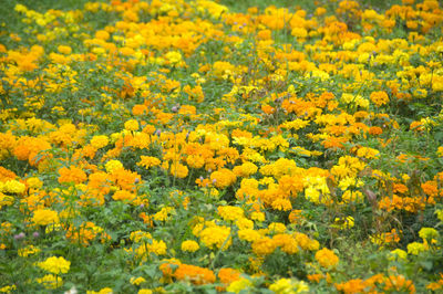 Full frame shot of yellow flowering plants