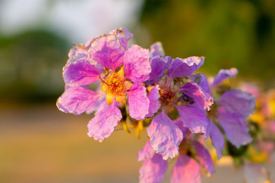 Close-up of pink flowering plant