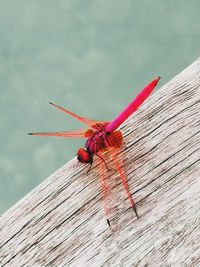 Close-up of dragonfly on wood
