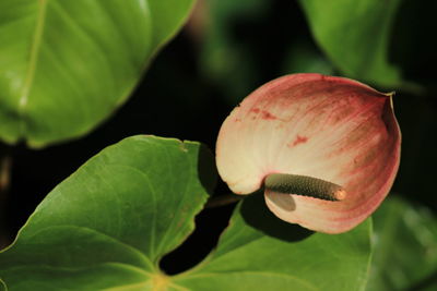 Close-up of flowering plant