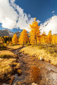 Trees on landscape against sky during autumn