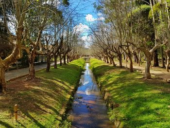 Footpath amidst trees in park