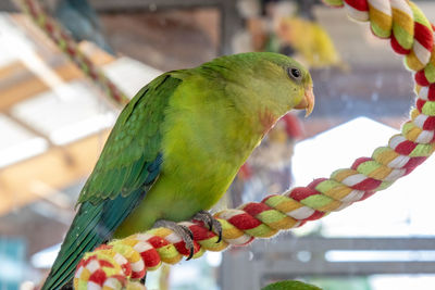 Close-up of parrot perching