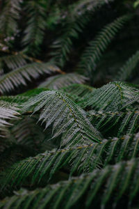 Close-up of fern