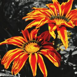 Close-up of yellow flower blooming outdoors