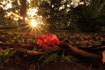 Close-up of red flowers against sunlight