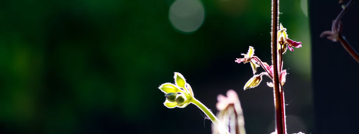 Close-up of insect on plant