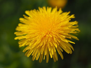 Close-up of yellow dandelion
