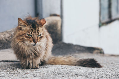 Portrait of cat sitting on footpath