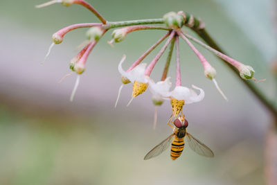 Close-up of insect on flower