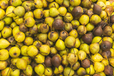 Full frame photo of yellow pears collected from the ground after they have fallen from the tree.