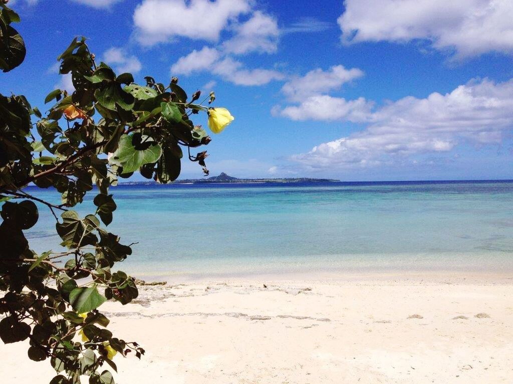 sea, beach, horizon over water, sky, beauty in nature, nature, growth, scenics, water, cloud - sky, no people, outdoors, day, close-up