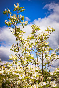 Low angle view of flowering plant against sky