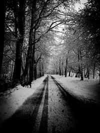 Road passing through forest