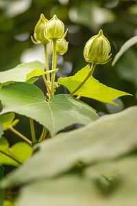 Close-up of flowering plant