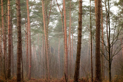 Pine trees in forest