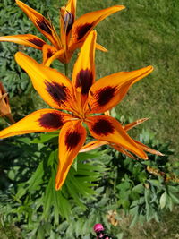 Close-up of orange flower