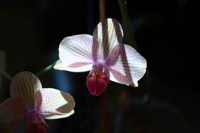 Close-up of purple orchid