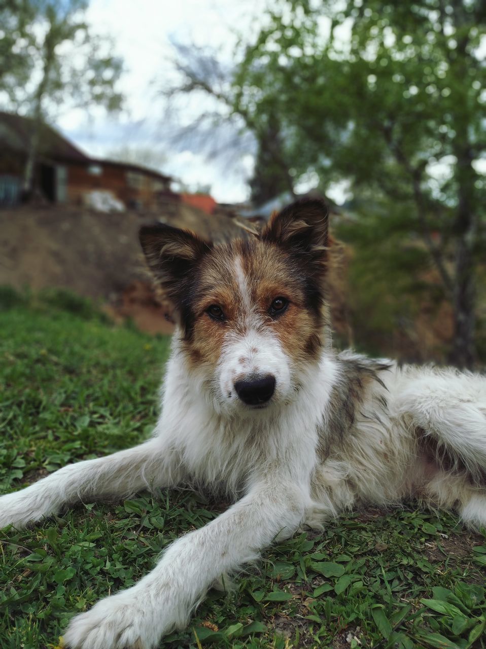 one animal, mammal, animal themes, pets, domestic, animal, canine, dog, domestic animals, vertebrate, plant, portrait, looking at camera, field, grass, land, nature, day, no people, focus on foreground, outdoors