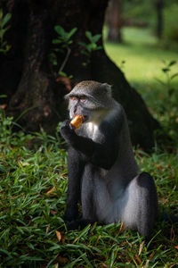 Monkey sitting on field