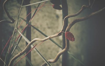 Close-up of red flowering plant against blurred background