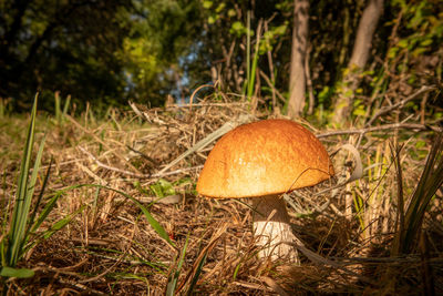 Close-up of mushroom growing on field