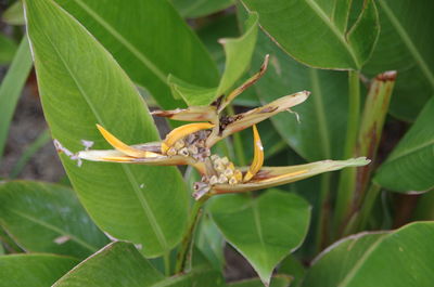 Close-up of insect on leaf