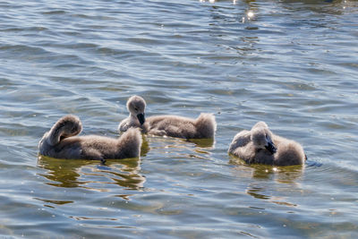 Ducks in lake