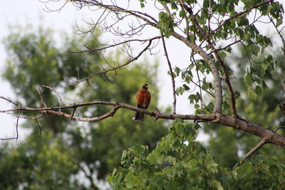 Low angle view of bird perching on tree