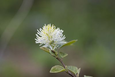 Close-up of white flowering plant