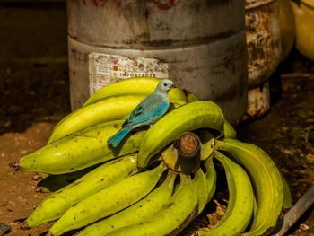 Close-up of bananas