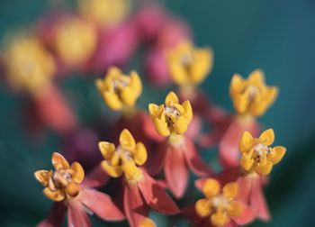 Close-up of yellow and pink flowering plant