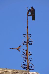 Low angle view of bird perching on metal against blue sky