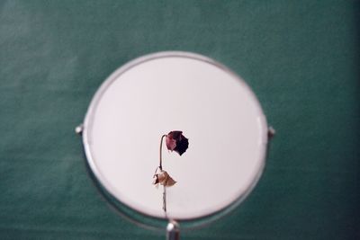 High angle view of bird perching on flower