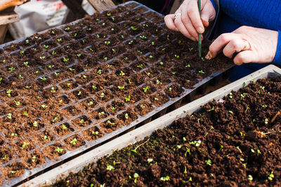 Midsection of woman planting seeds in soil