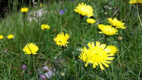 Close-up of yellow flowers blooming on field