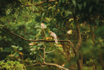 Bird perching on a branch