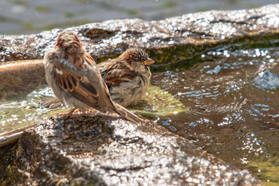 Bird perching on rock in lake