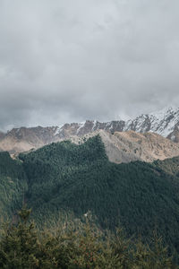 Pine forest over the mountain in new zealand with lake view in background.