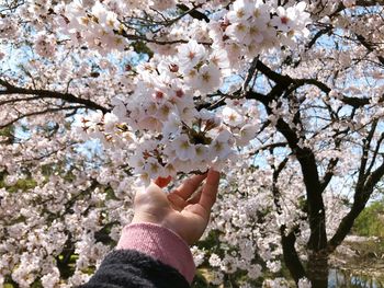 Low section of person holding cherry blossoms in spring