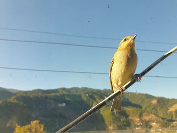 Close-up of bird perching on cable against sky