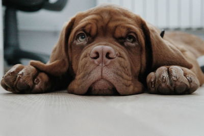 Close-up portrait of dog lying at home