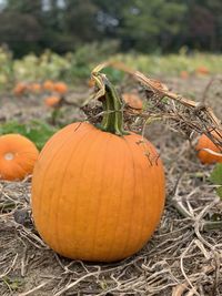 Close-up of pumpkins on field during autumn