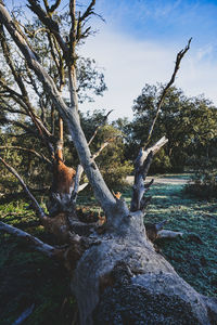 Sunlight falling on tree trunk in forest