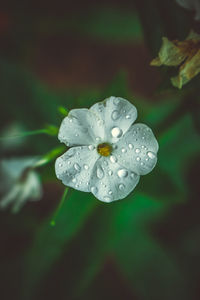 Close-up of wet purple flower