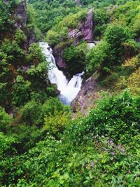 Scenic view of waterfall amidst trees in forest