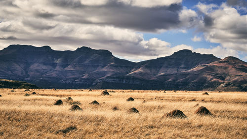 Landscape shot of a roadside farm on the way from eastern cape to bloemfontein pt. 2.