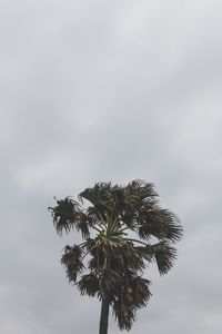 Low angle view of coconut palm tree against sky