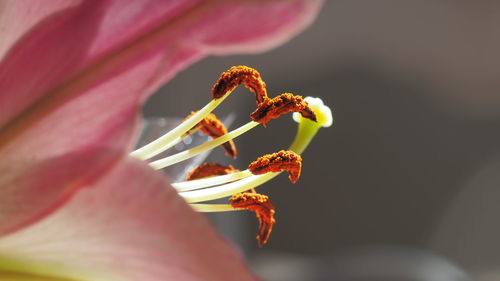 Close-up of day lily