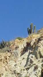 Cactus growing in desert against clear blue sky